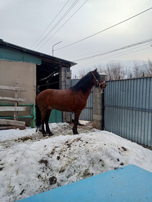 7 жасар минги ат
