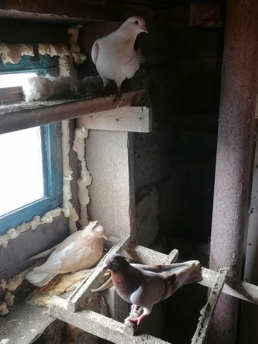 Продам домашних голубей