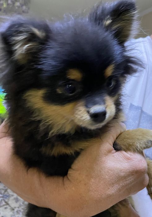 Немецкий шпиц, щенок