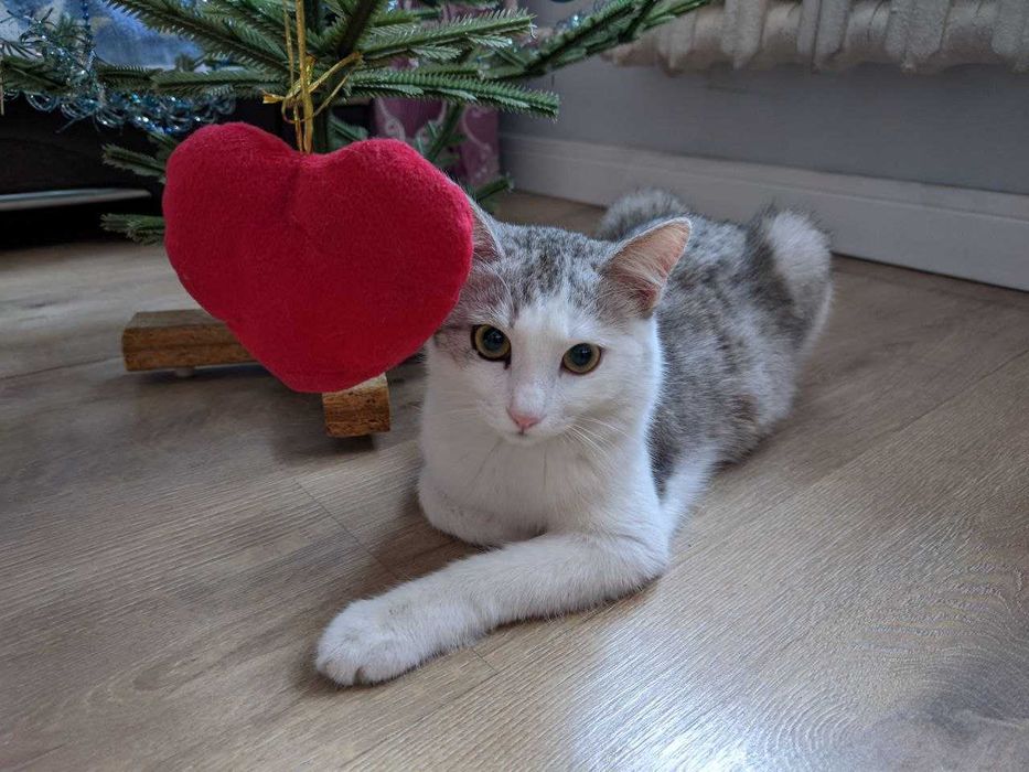 Отдам котёнка в добрые руки