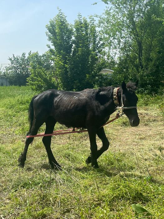 Продам  молодого жеребца