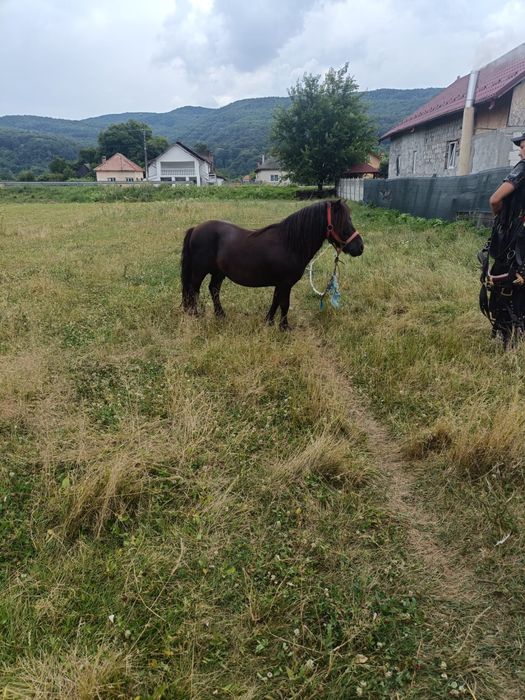 Ponei talie mica, vand sau schimb cu vitea !