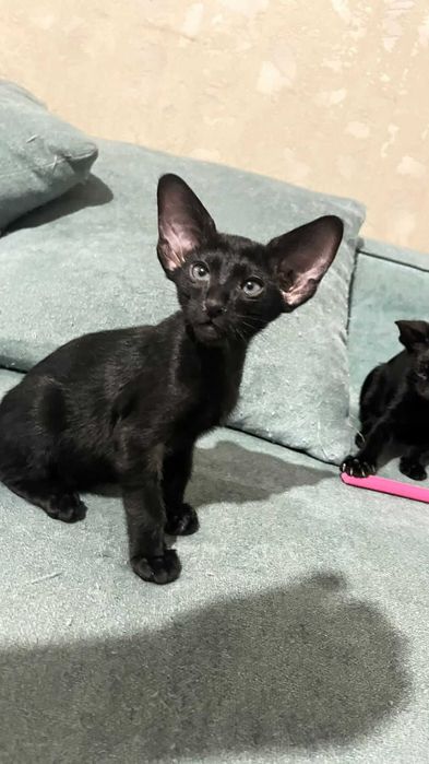 Ориентальные котята