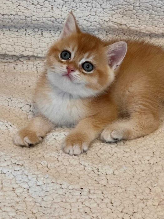 Băiețel iubitor british shorthair golden chinchilla!