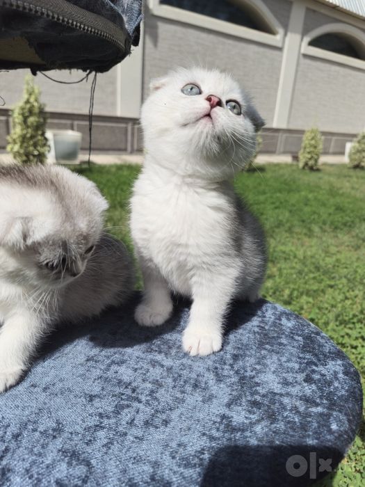 Шотландские кошки