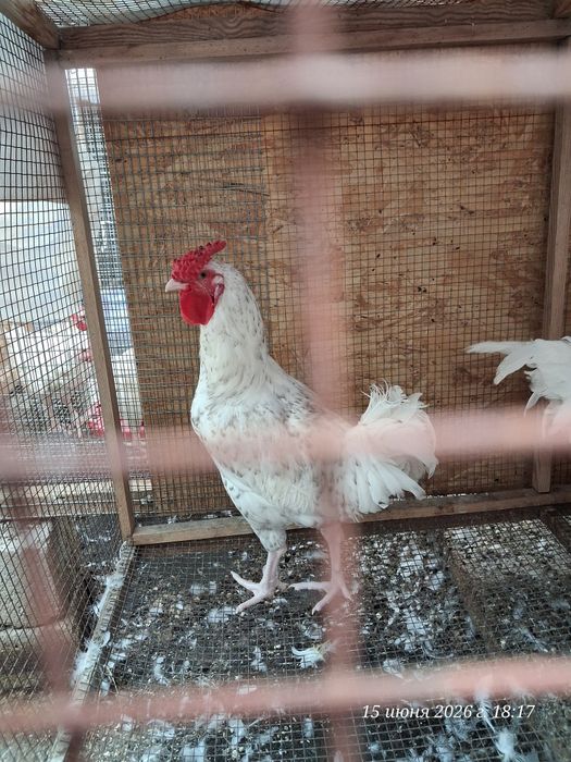 Петухи пушкинские продам