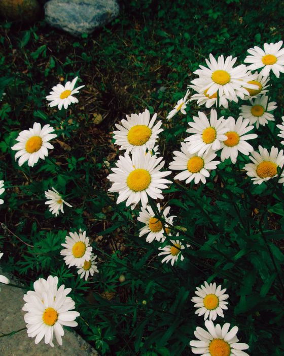 canon sx210is мыльница