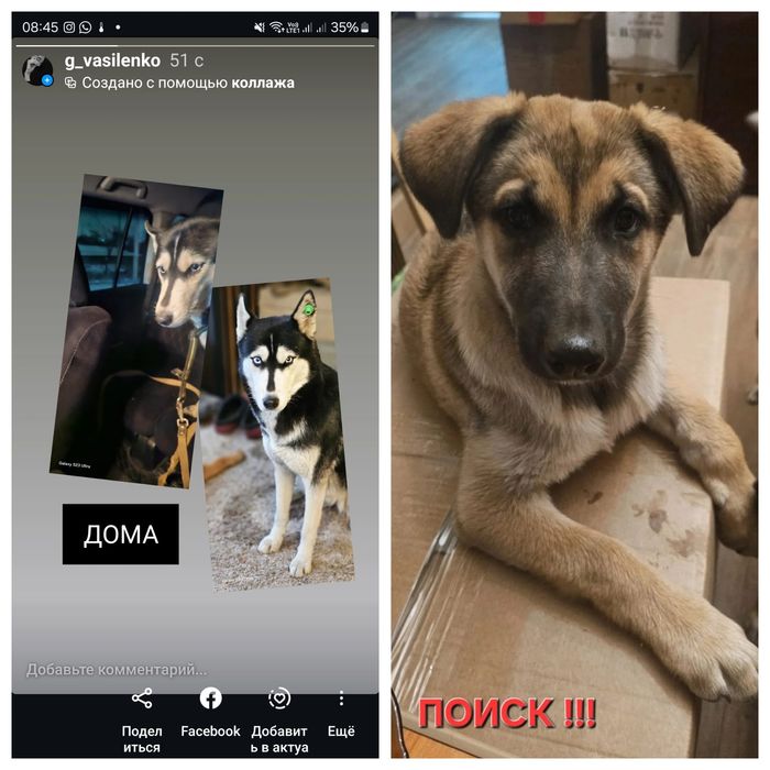 Пропала собака девочка  9 месяцев