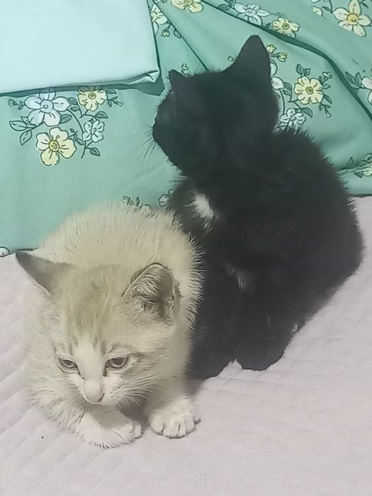 Отдам котят в добрые руки