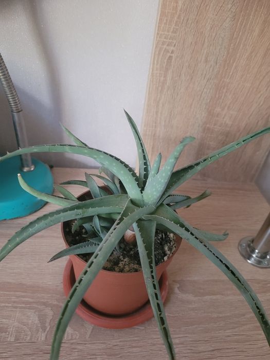 Алоэ лечебное 3-х летний