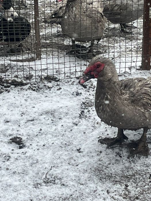 Продам самца лаванда