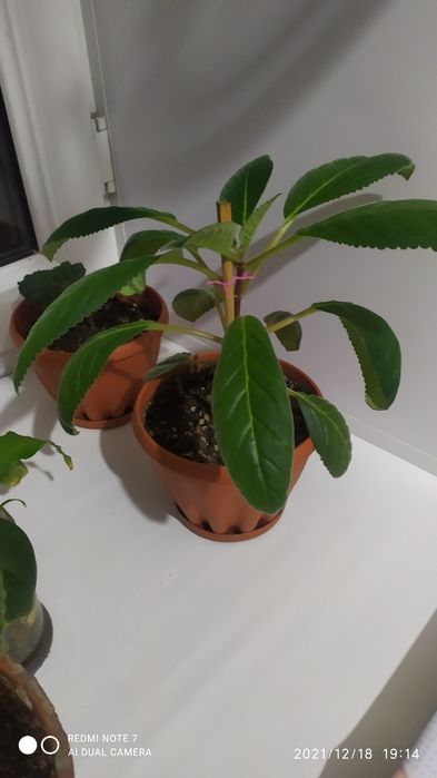 Продам Комнатные цветы