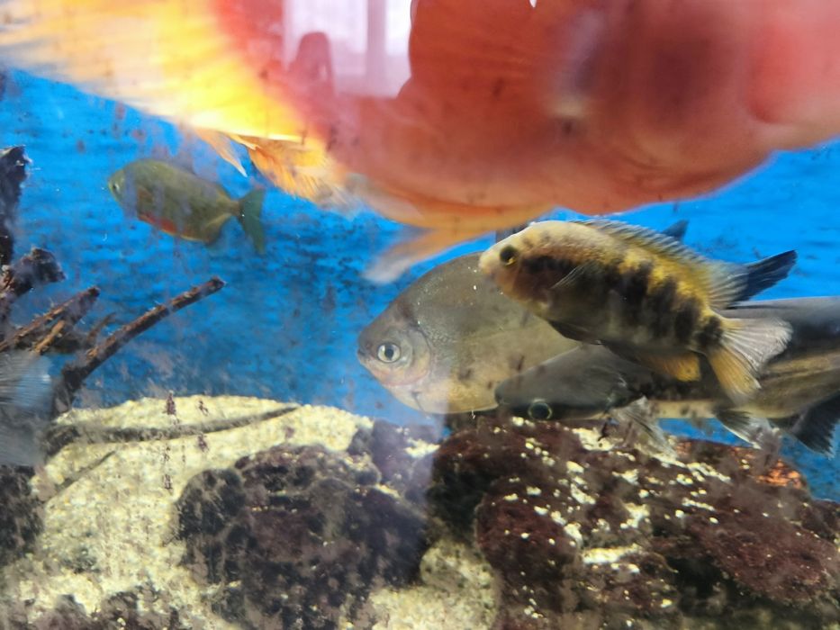 Риби Американски цихлиди Червен папагал , Северум , Сребърен долър