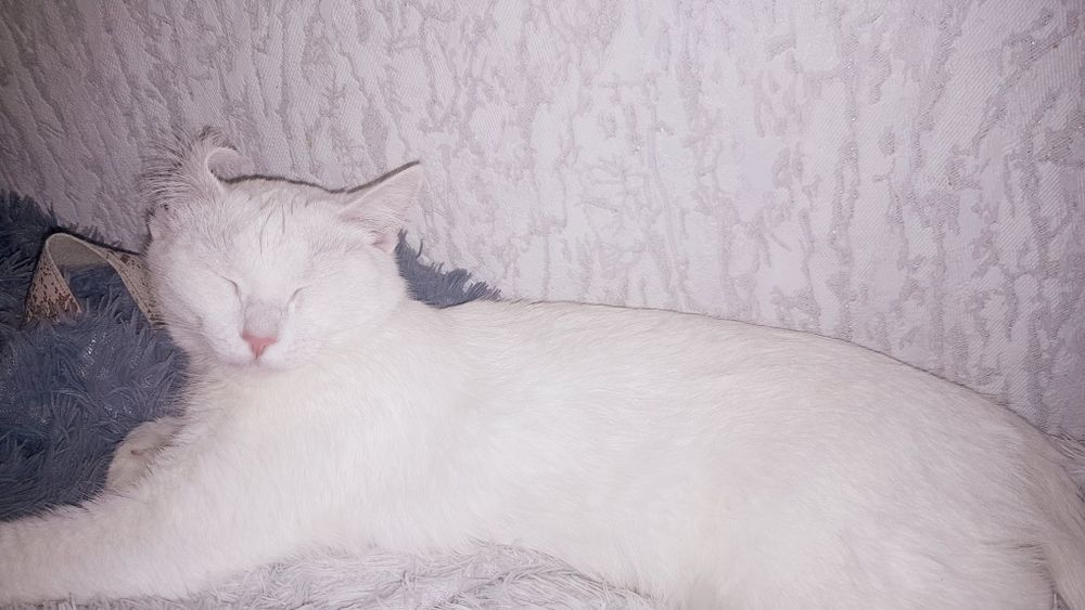 Кошечка белая, красивая