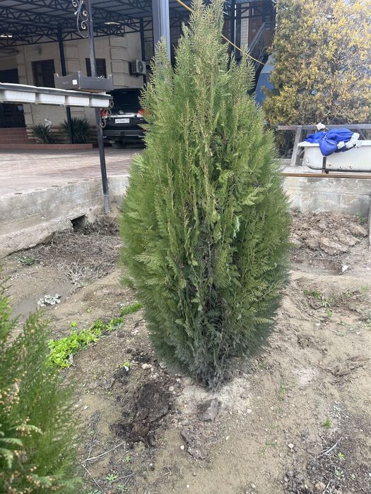 Продаются туи оптом