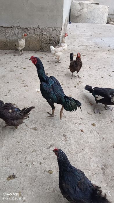 Dakan xoʻroz 10 oylik