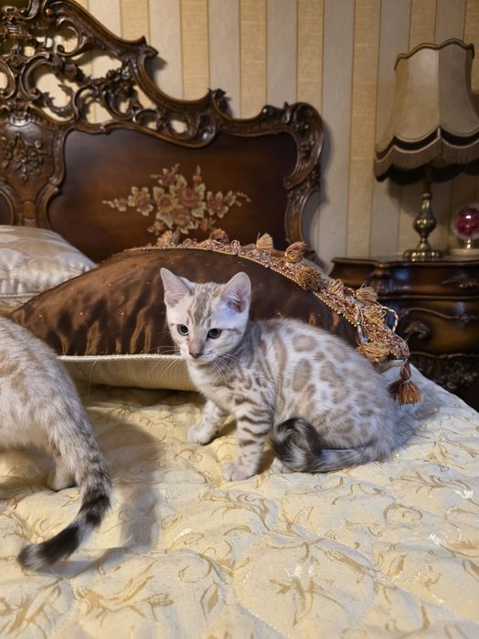 Бенгалски котета