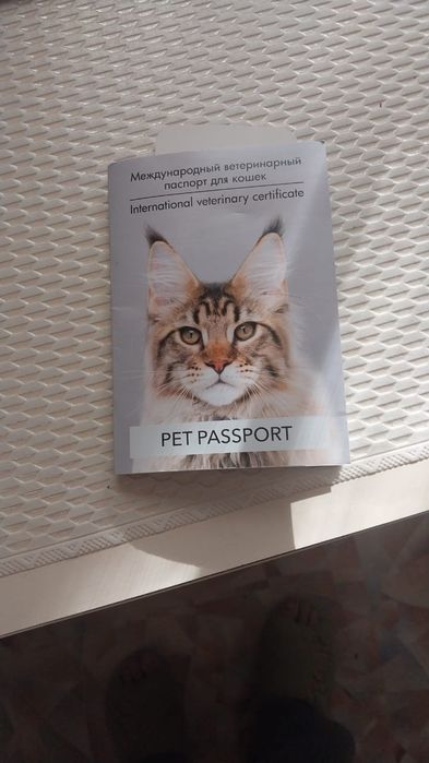 Отдам котят в хорошие, добрые руки!!!