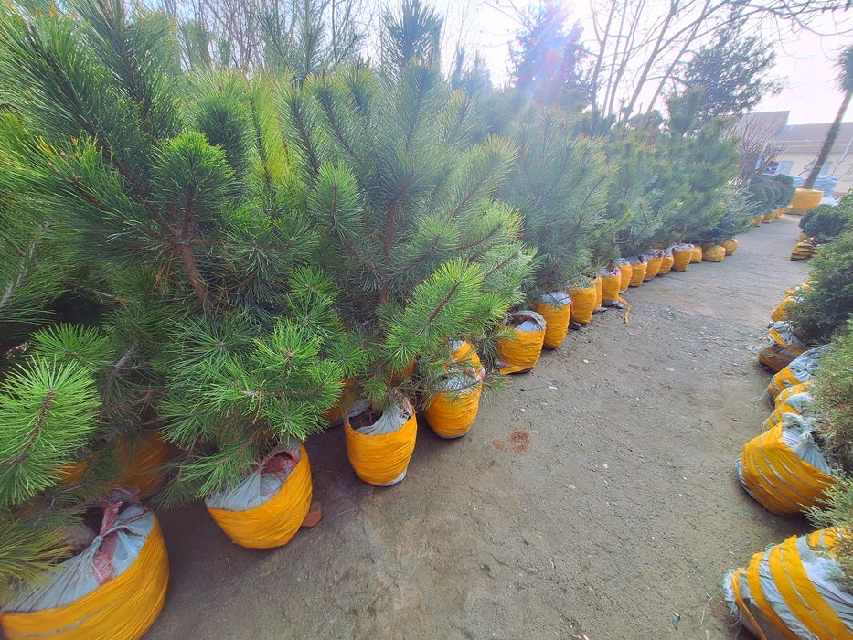 Сасна ва бошка арчалар  кучатлари бор.