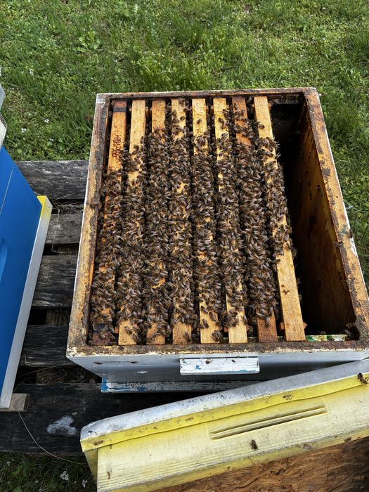 Пчелни отводки