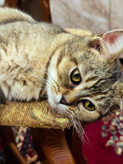 Золотистый шиншилла