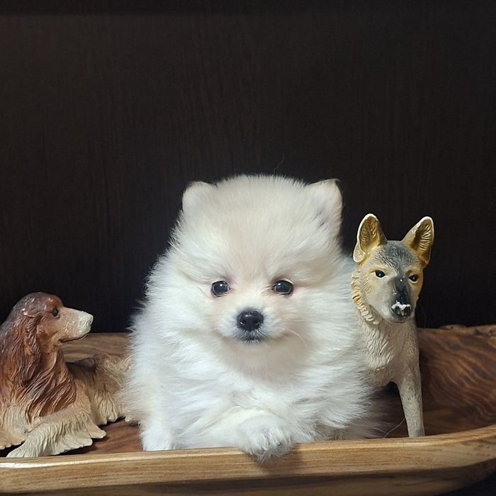 Очаровательные пушистики