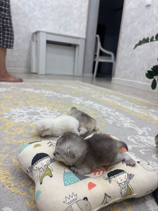 Продается шотландские шиншиллы