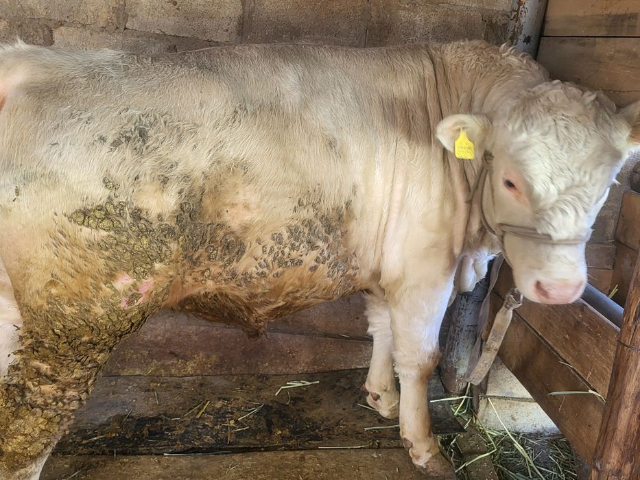 Бык породистый  бык