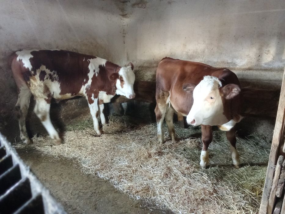 Vând vițel și vițea