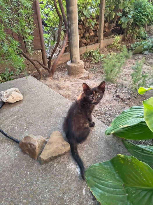 Подарявам котенца