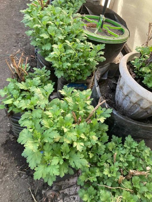 Хризантема (корейская) рассада