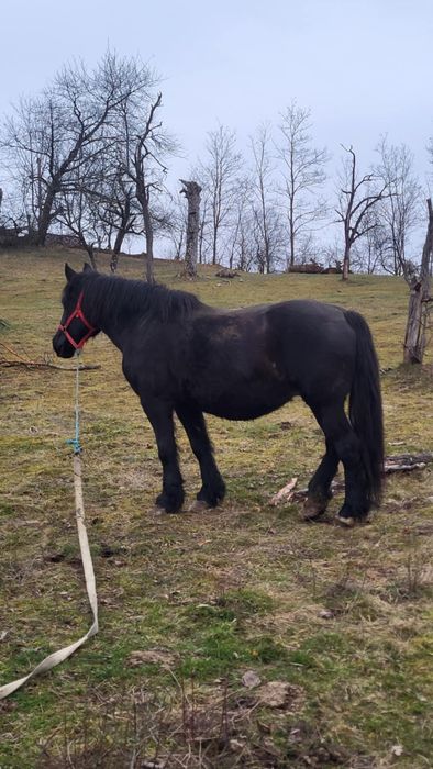 Iapă neagră gestantă