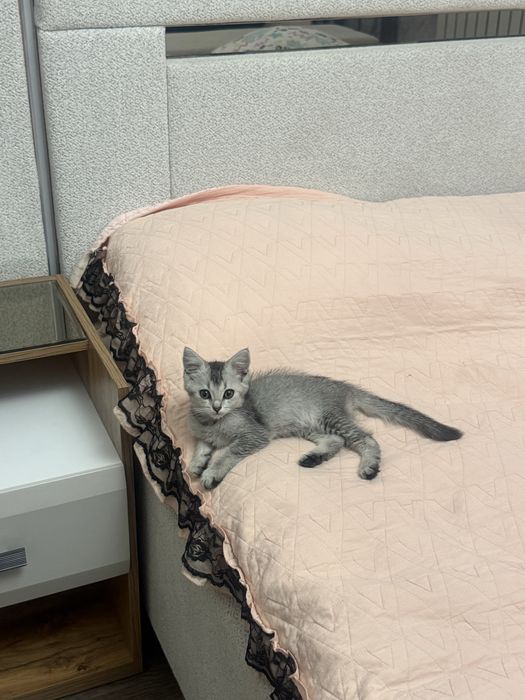 Отдам котенка бесплатно