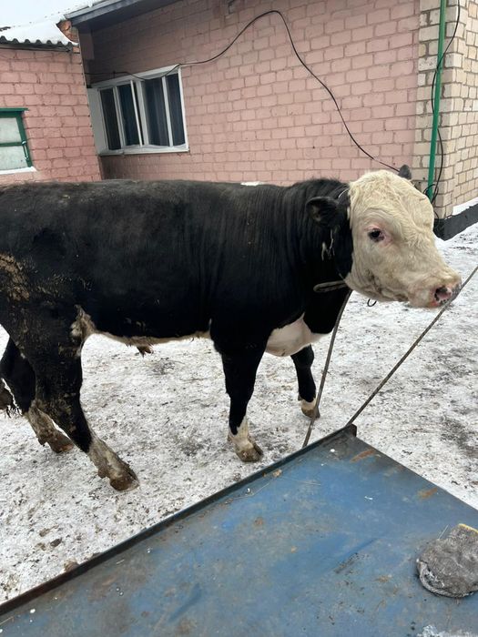 Продается бычки с откорма