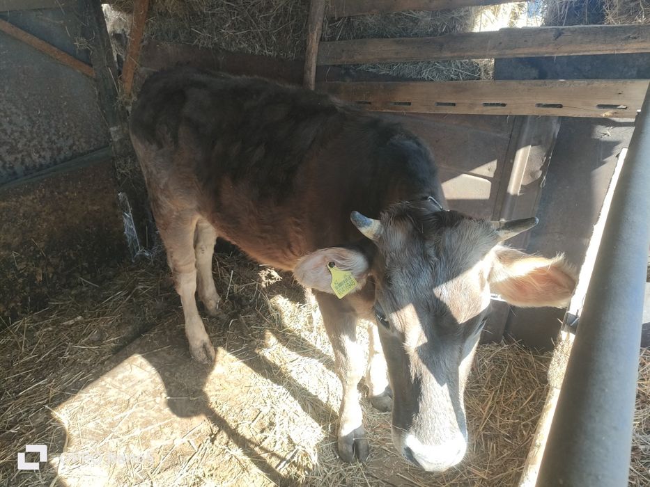 Продам тёлочку 2 г