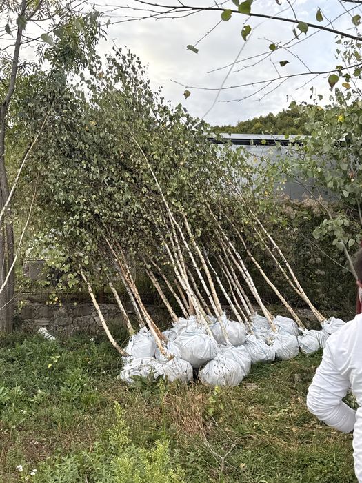 Mesteceni /Copaci ornamentali - Mesteacan