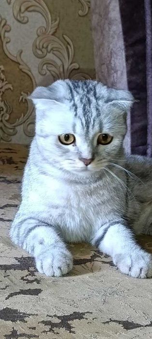 Очаровательные котята-девочки ищут заботливый дом