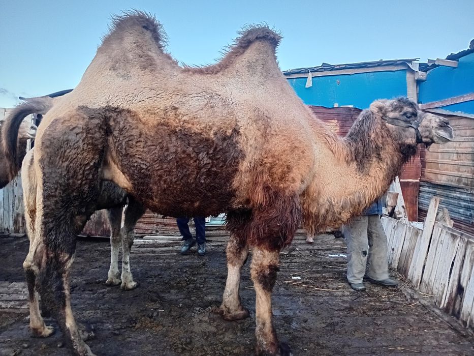 Түйе сатылады ботасымен