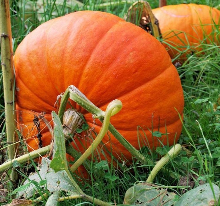 Продам семена тыквы