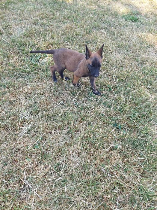 Caine de pază malinois