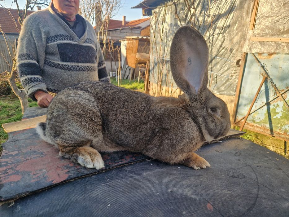 Iepuri uriasi gri german