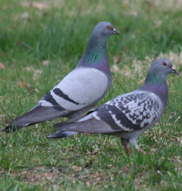 Голубей летний фото Голубей летний фото
