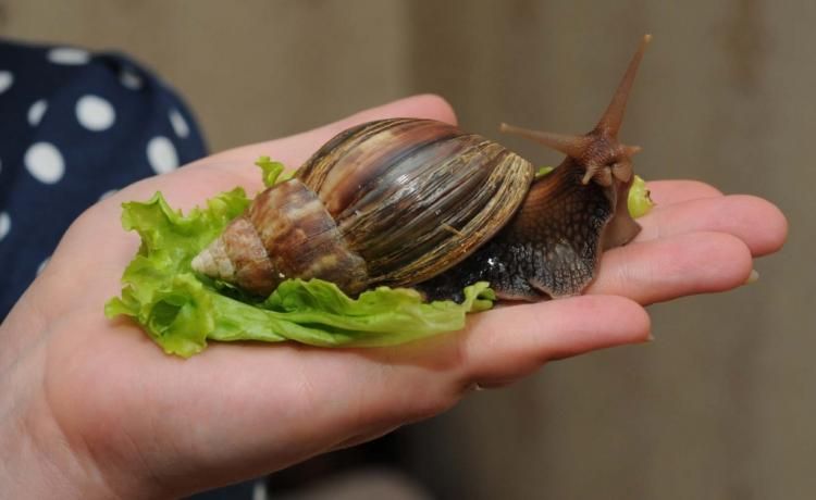 в продаже всё для улиток ахатин