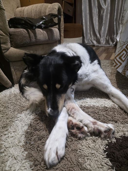 Заберите пожалуйста собачку