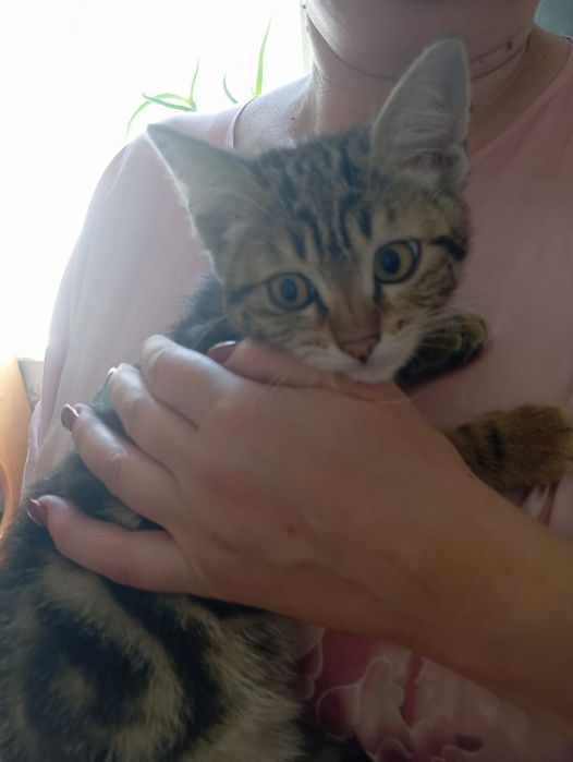 Котенок в добрые руки