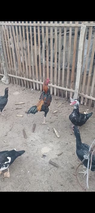 Дакан кораз сатылады