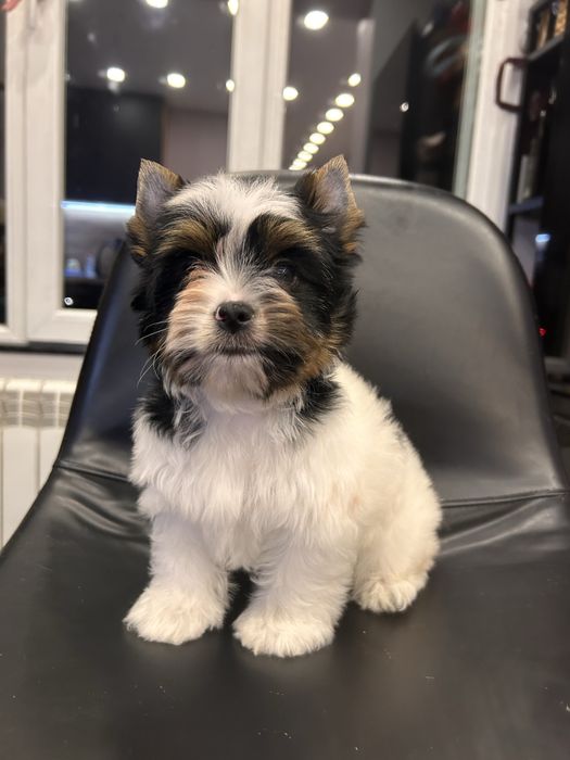 Biewer Yorkie/Бивър