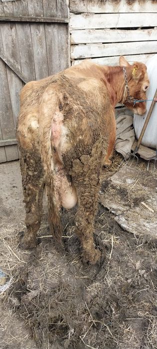 Vand vaca baltata romaneasca