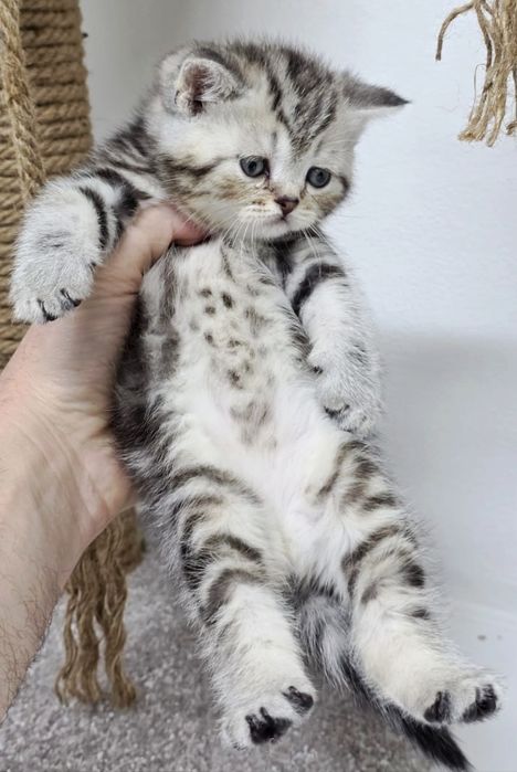 ПрЯмоуХий кОтик ШотЛанДскиЙ