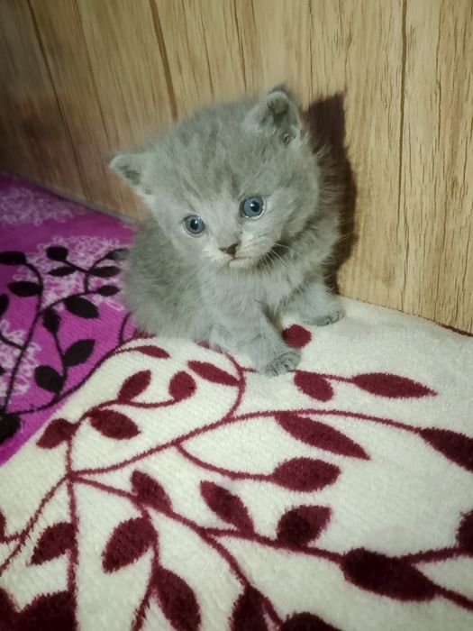 Preiuim mushukchalar sotiladi

Scottish Fold — oppoq yoqi